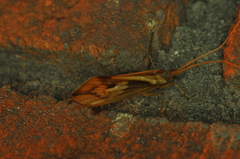 Platycentropus radiatus