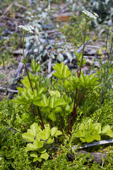 Ligusticum scothicum scothicum