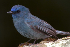 Nilgiri Flycatcher photo 2