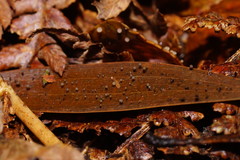 Hymenotorrendiella eucalypti image