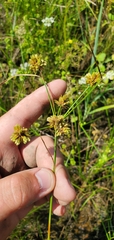 Cyperus pseudovegetus