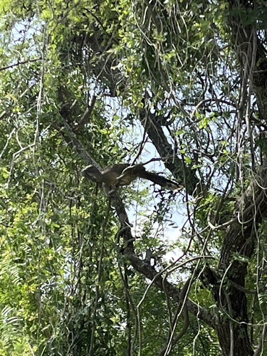 Plain Chachalaca (Northern) (Subspecies Ortalis vetula mccalli ...