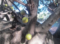 Ficus polita