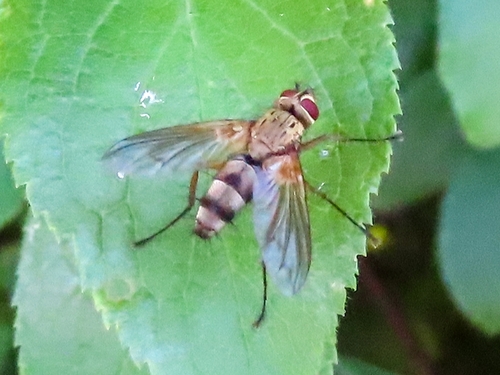Dexiosoma caninum, 9742 PX Groningen, Netherlands, photo 9 of 10