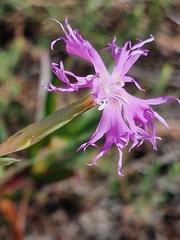 Dianthus broteri