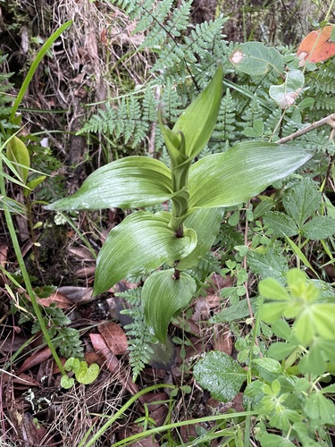 Epipactis africana image