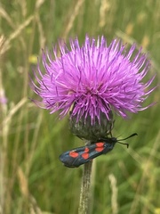 Cirsium tuberosum