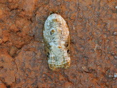 Acleris nivisellana