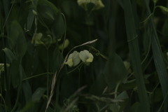 Lathyrus aphaca