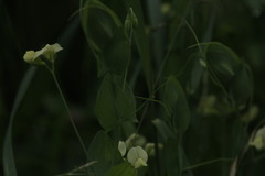 Lathyrus aphaca