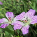 Geranium hayatanum - Photo (c) Eric, some rights reserved (CC BY-NC), uploaded by Eric