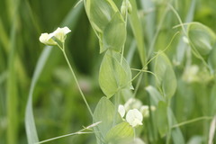 Lathyrus aphaca