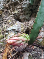 Selenicereus ocamponis