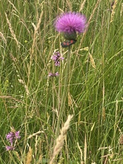 Cirsium tuberosum
