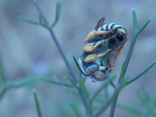 Trachusa integra