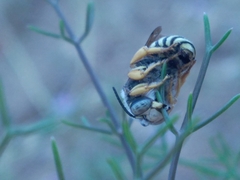 Trachusa