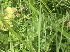 Cirsium tuberosum