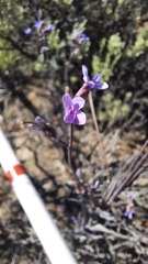 Boechera sparsiflora