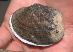 Arcidens confragosus