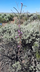 Boechera sparsiflora