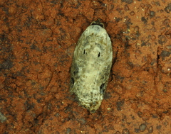 Acleris nivisellana