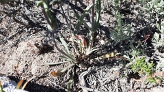 Boechera sparsiflora