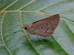 Suastus gremius