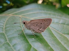 Suastus gremius