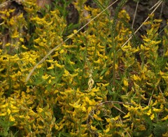 Genista germanica