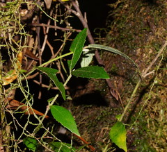 Atherosperma moschatum