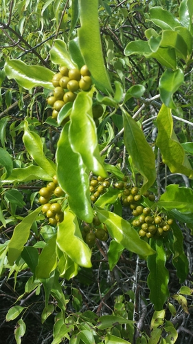 Pittosporum viridiflorum image