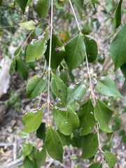 Eugenia biflora