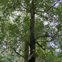 Atherosperma moschatum