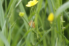 Camptogramma bilineata