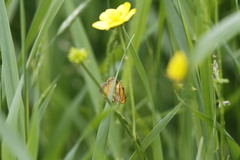 Camptogramma bilineata