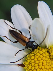 Stenurella melanura