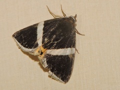 Fodina pallula