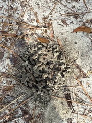 Solenopsis pergandei