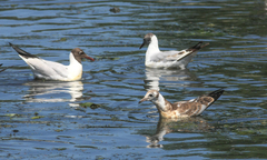 Chroicocephalus ridibundus