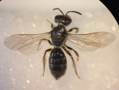 Lasioglossum pauxillum
