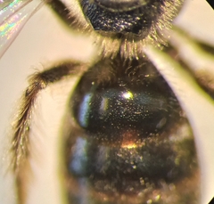 Lasioglossum pauxillum