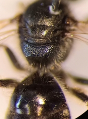 Lasioglossum pauxillum