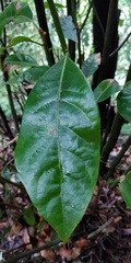 Laurus novocanariensis image