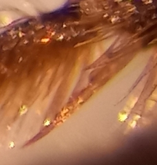 Lasioglossum pauxillum