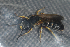 Halictus parallelus