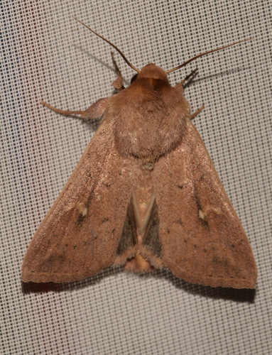 Gelsvarudis Pievinukas nuotrauka