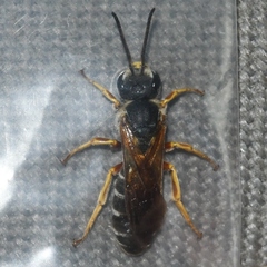 Halictus parallelus