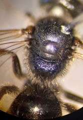 Lasioglossum pauxillum