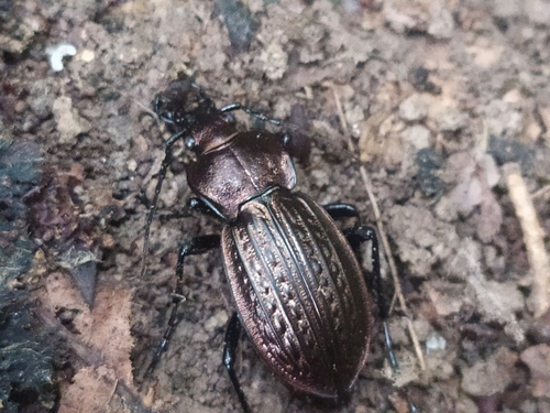 Bystruška zlatomedená (Carabus ulrichii)