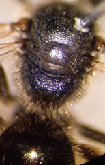 Lasioglossum pauxillum